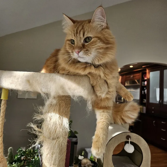 Purrfect Care With Elle