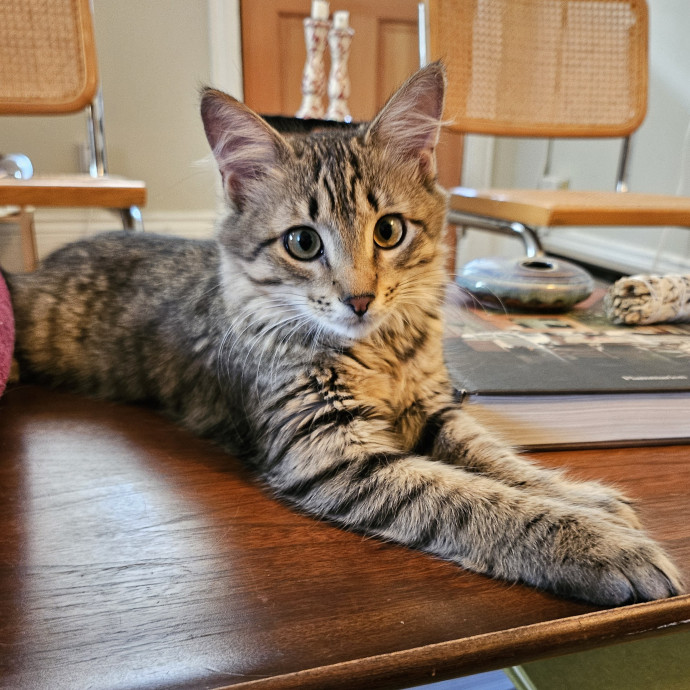 Purrfect Care With Elle