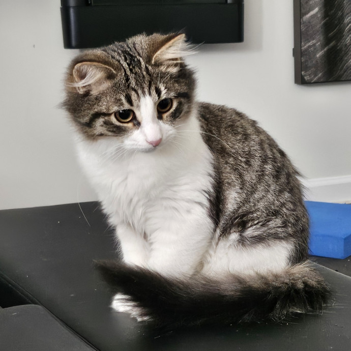 Purrfect Care With Elle