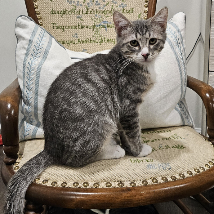 Purrfect Care With Elle