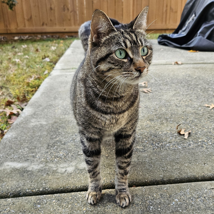 Purrfect Care With Elle