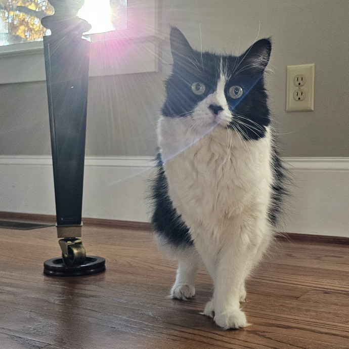 Purrfect Care With Elle photo 3