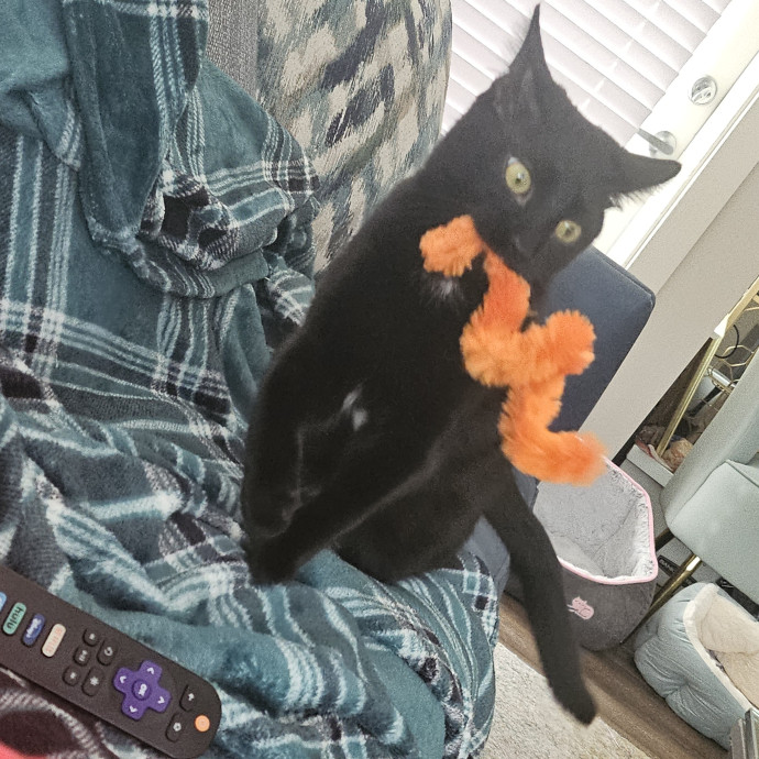 Purrfect Care With Elle photo 2