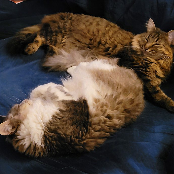 Gentle Cat Care