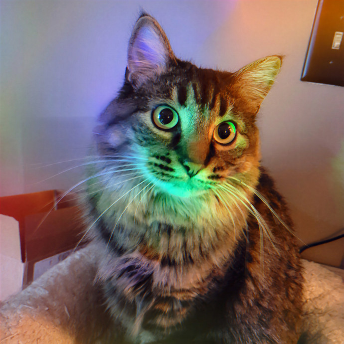 Gentle Cat Care