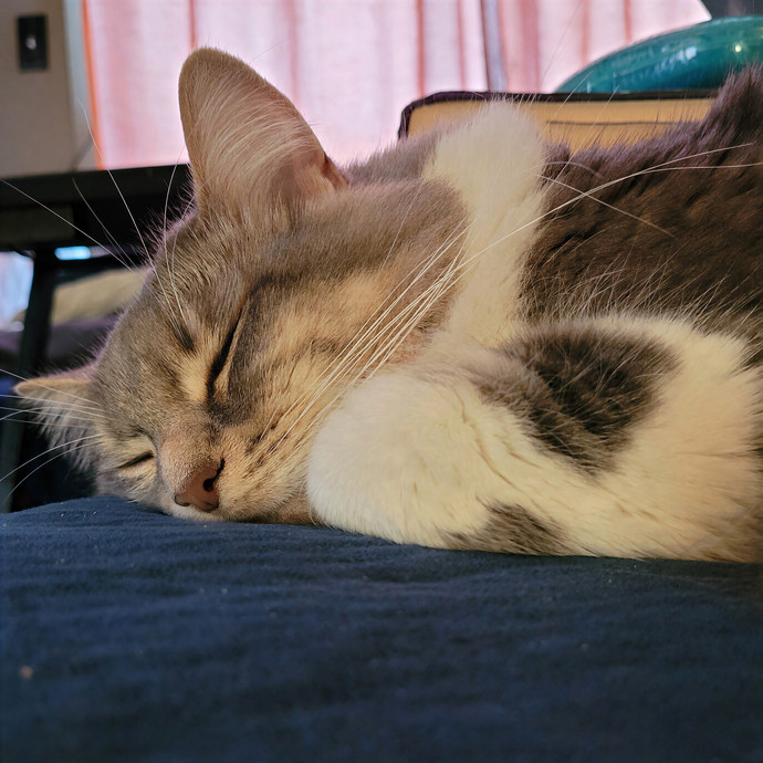 Gentle Cat Care