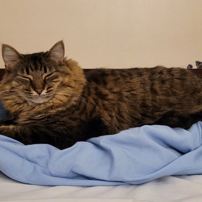 Gentle Cat Care