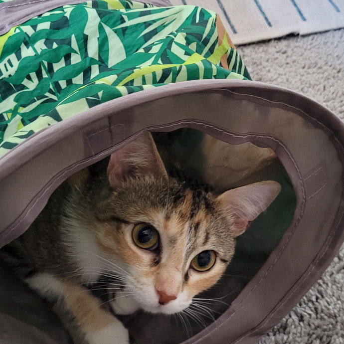 Gentle Cat Care