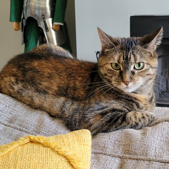 Gentle Cat Care