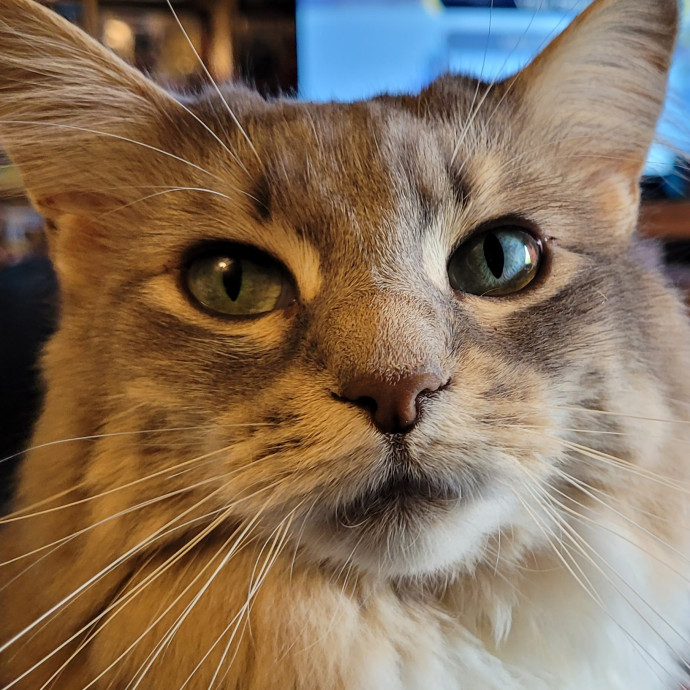 Gentle Cat Care