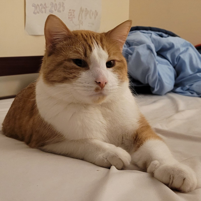 Gentle Cat Care