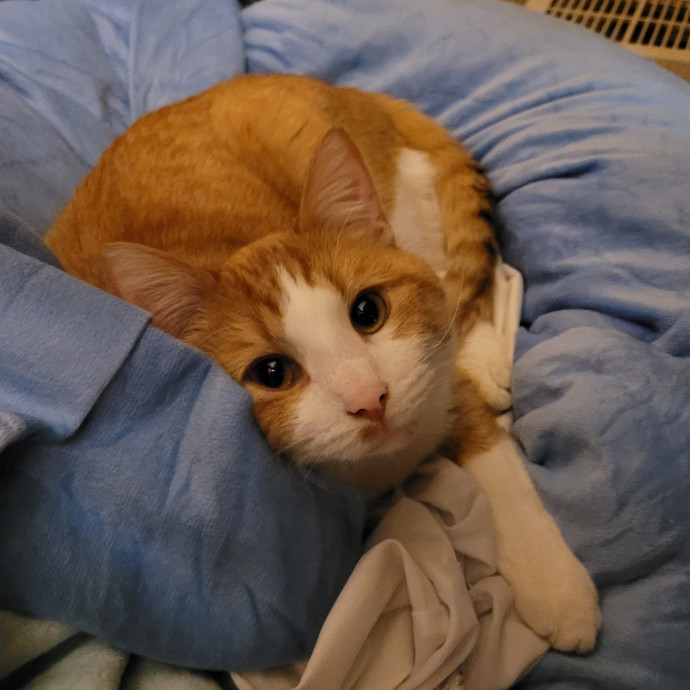 Gentle Cat Care