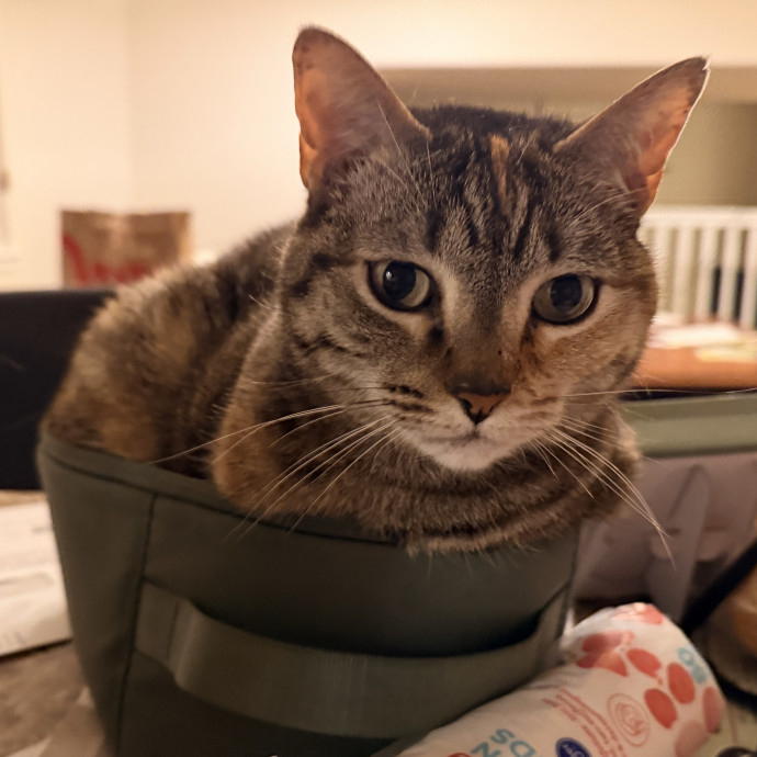Noco Cat Sitter
