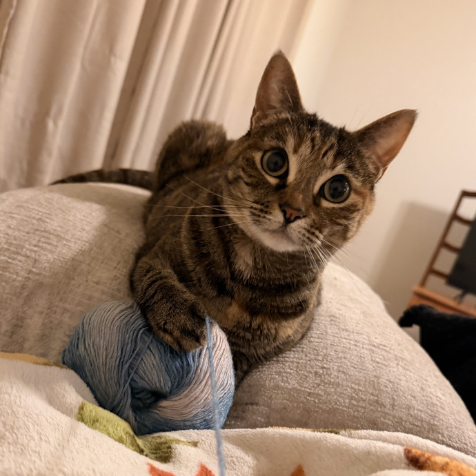 Noco Cat Sitter