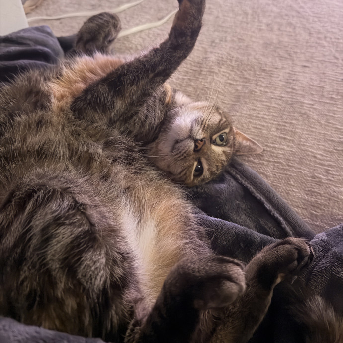 Noco Cat Sitter
