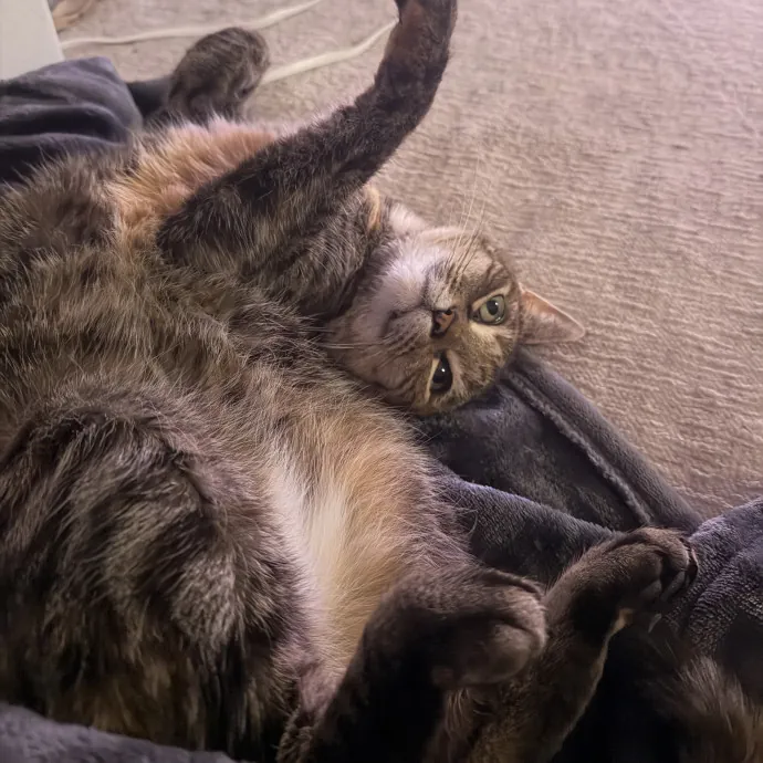 Noco Cat Sitter