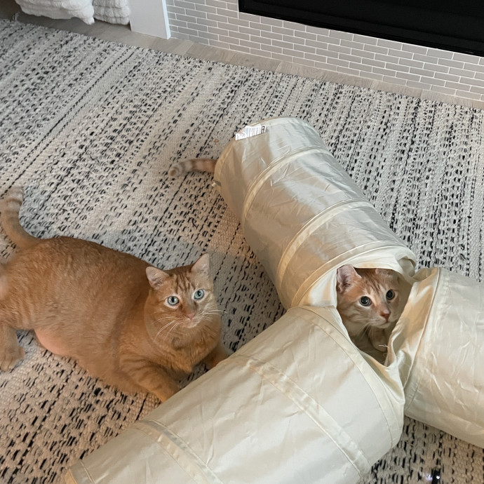 Noco Cat Sitter