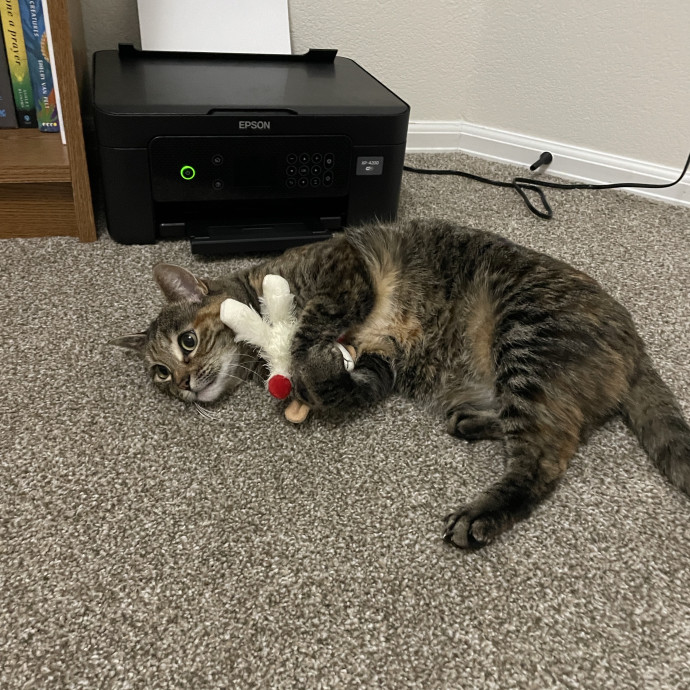 Noco Cat Sitter