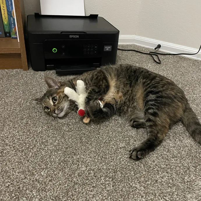 Noco Cat Sitter