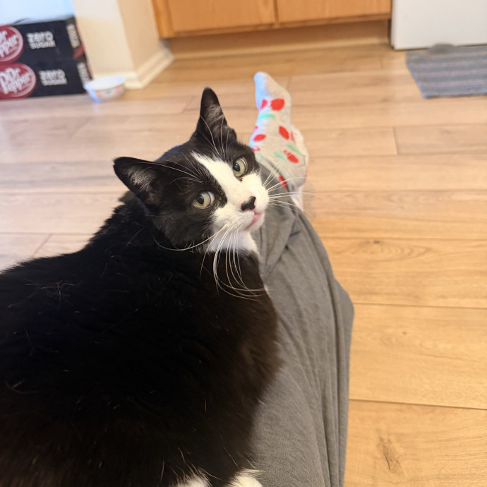 Noco Cat Sitter