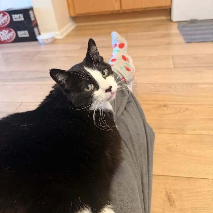 Noco Cat Sitter