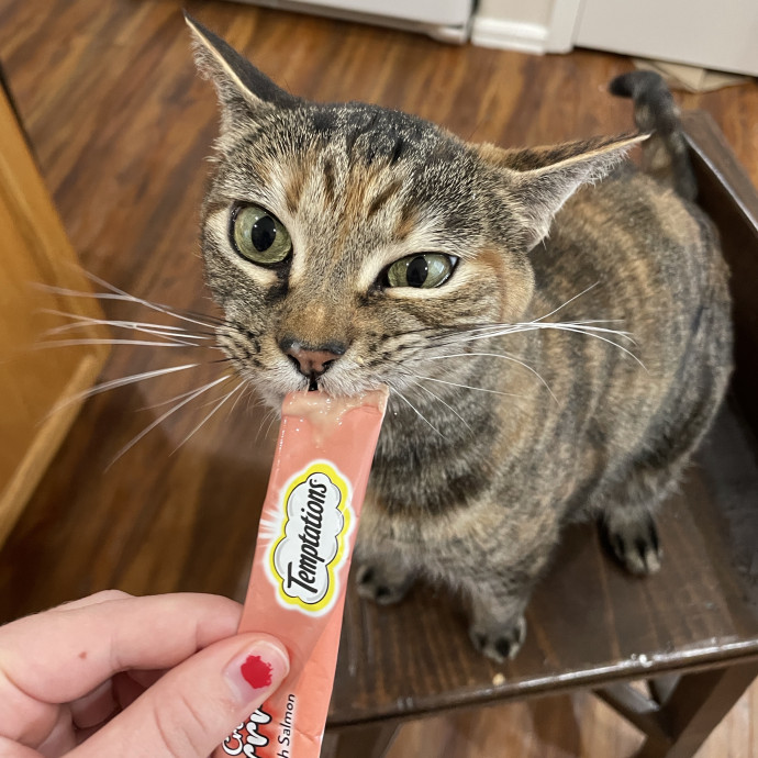 Noco Cat Sitter