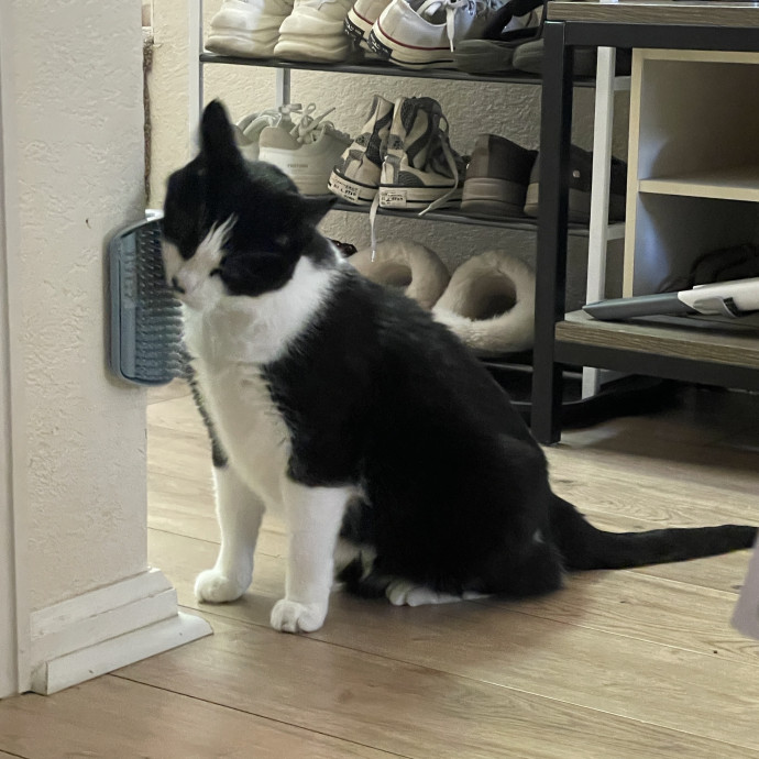 Noco Cat Sitter