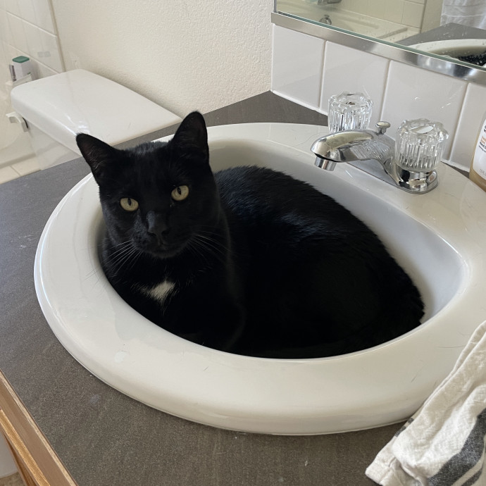 Noco Cat Sitter
