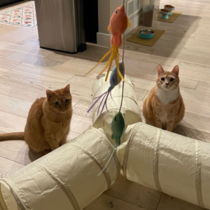Noco Cat Sitter