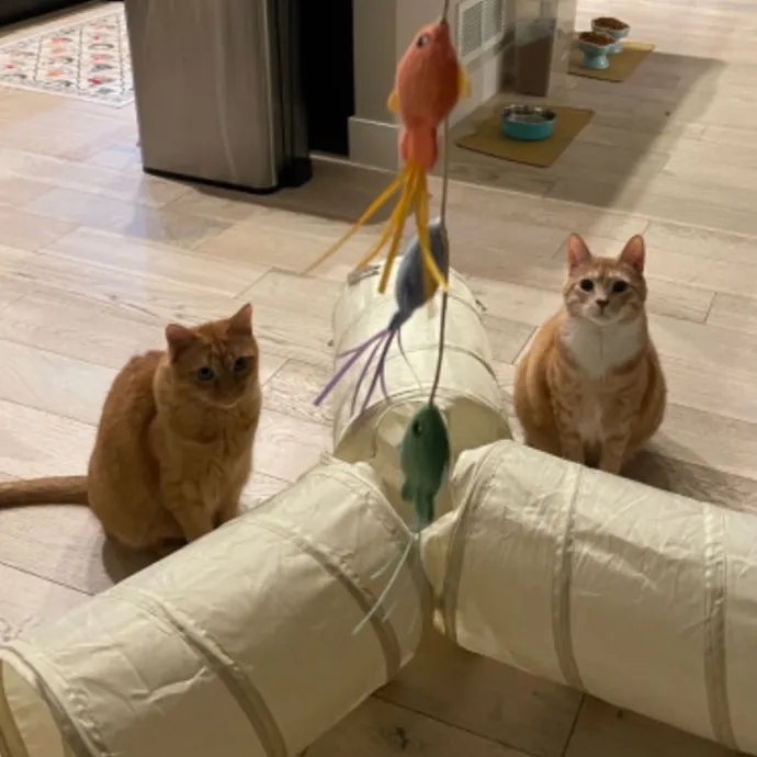Noco Cat Sitter