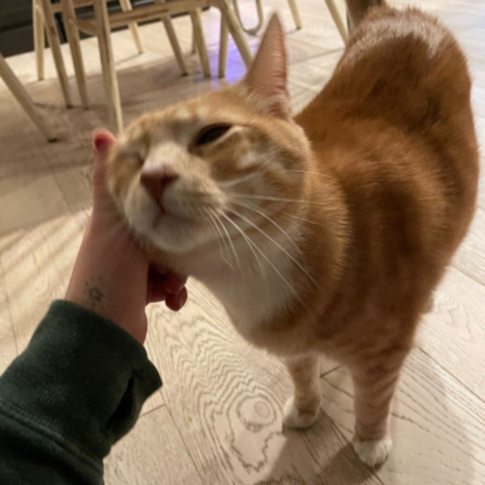 Noco Cat Sitter