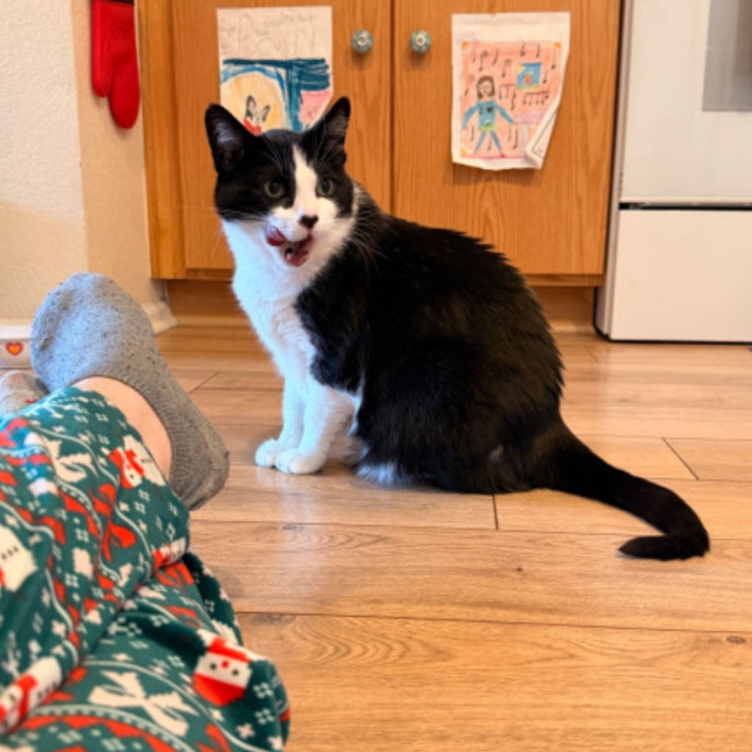 Noco Cat Sitter