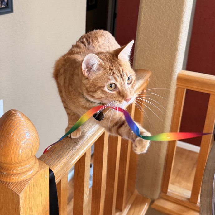 Noco Cat Sitter photo 3