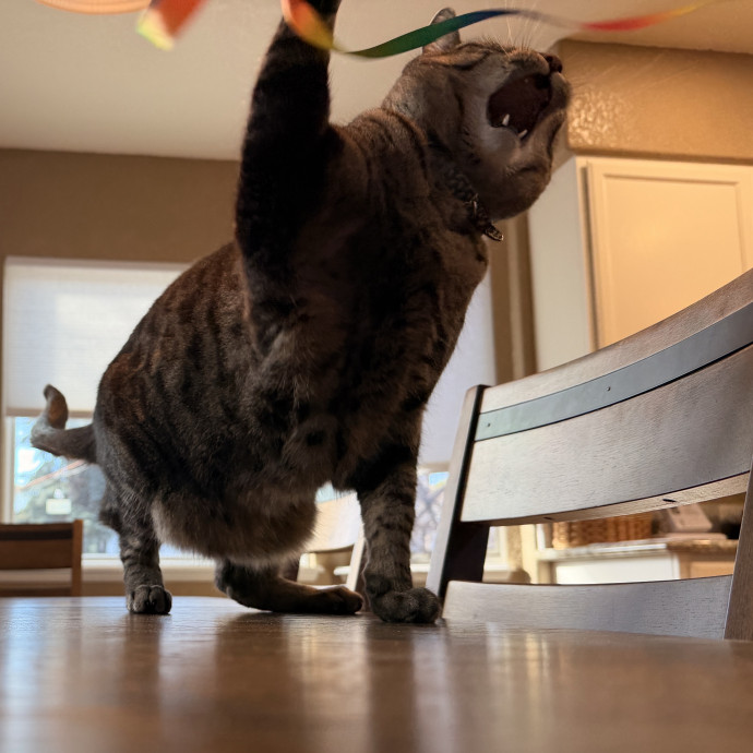 Noco Cat Sitter photo 2