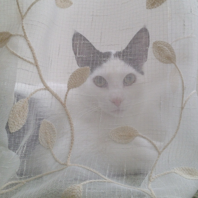 I'm A Cat Lady With No Cats Of My Own