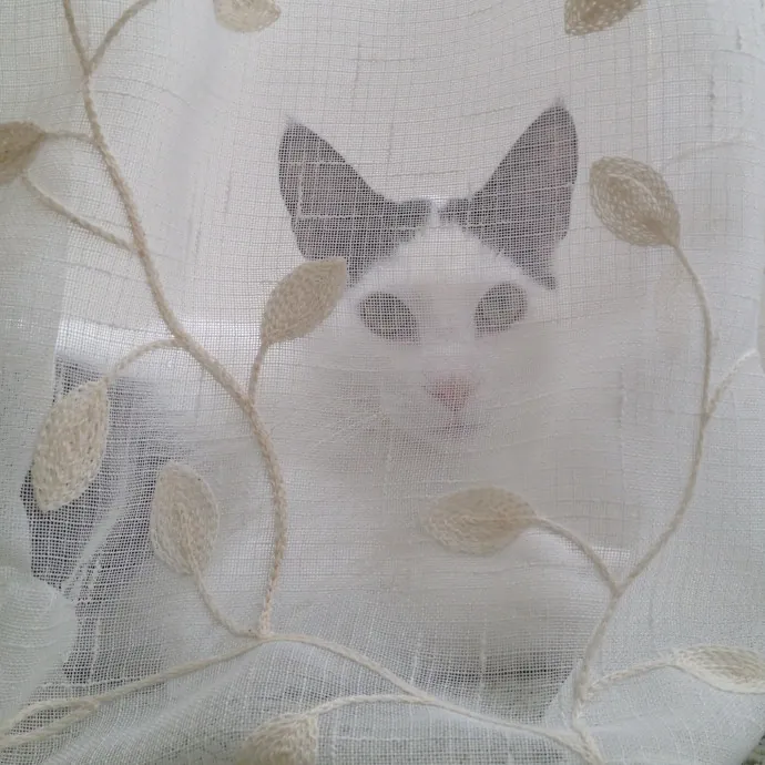 I'm A Cat Lady With No Cats Of My Own