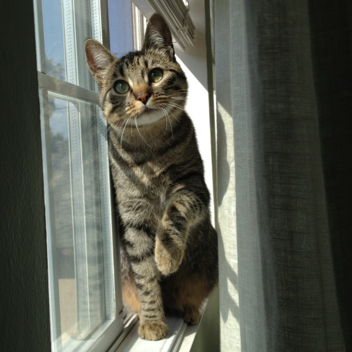 I'm A Cat Lady With No Cats Of My Own