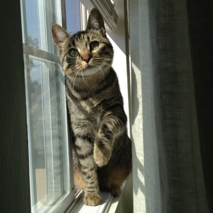 I'm A Cat Lady With No Cats Of My Own