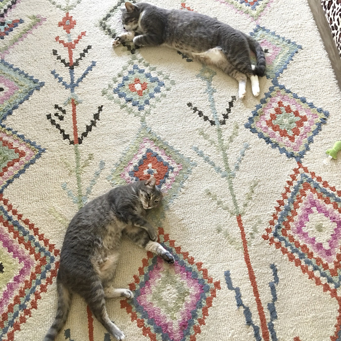 I'm A Cat Lady With No Cats Of My Own