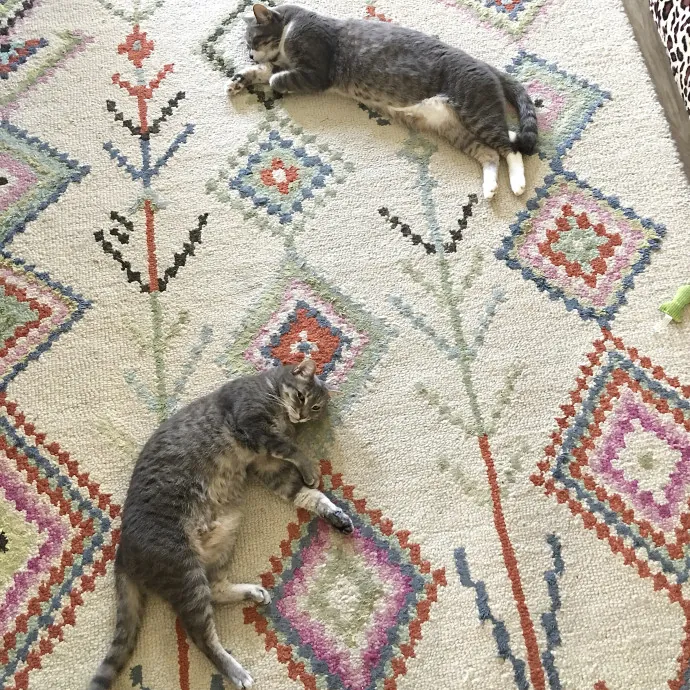 I'm A Cat Lady With No Cats Of My Own
