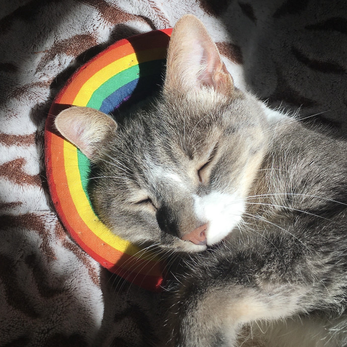 I'm A Cat Lady With No Cats Of My Own