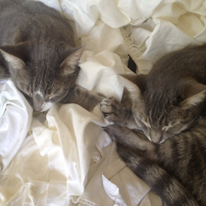 I'm A Cat Lady With No Cats Of My Own