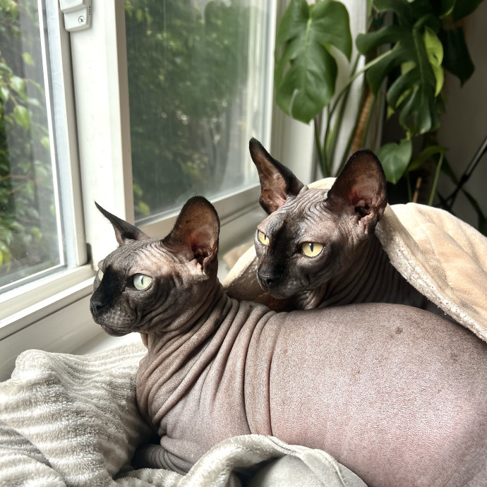 I'm A Cat Lady With No Cats Of My Own