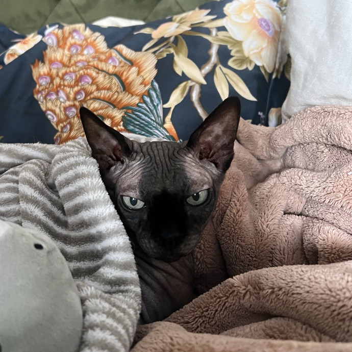 I'm A Cat Lady With No Cats Of My Own