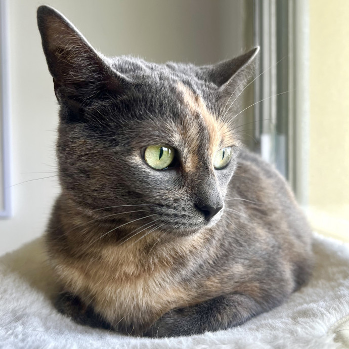 I'm A Cat Lady With No Cats Of My Own photo 2
