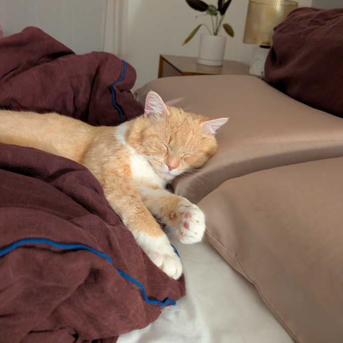 Dedicated Cat Sitter With Daily Updates