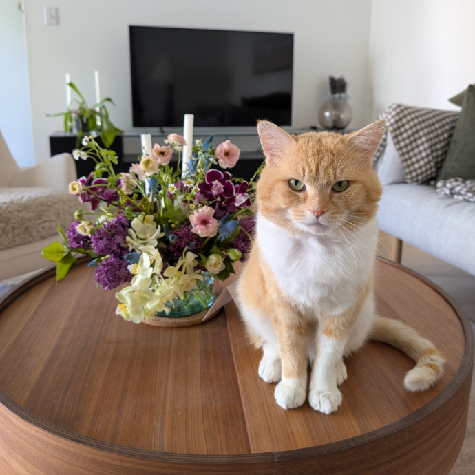Dedicated Cat Sitter With Daily Updates