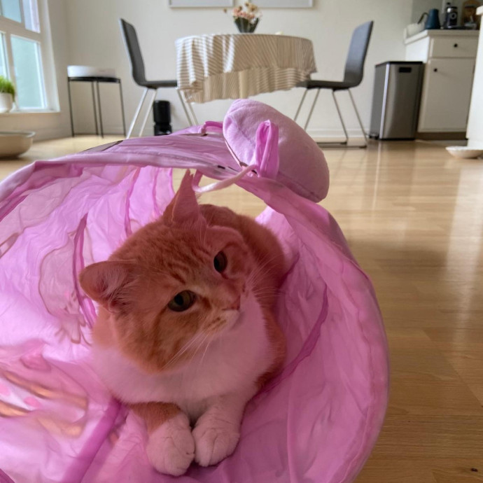 Dedicated Cat Sitter With Daily Updates