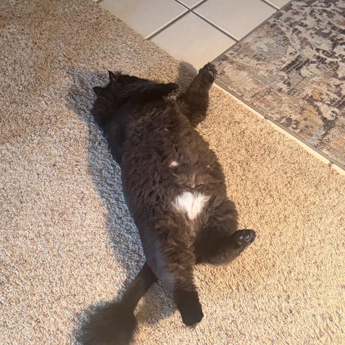 Your Cats Calm And Caring Sitter