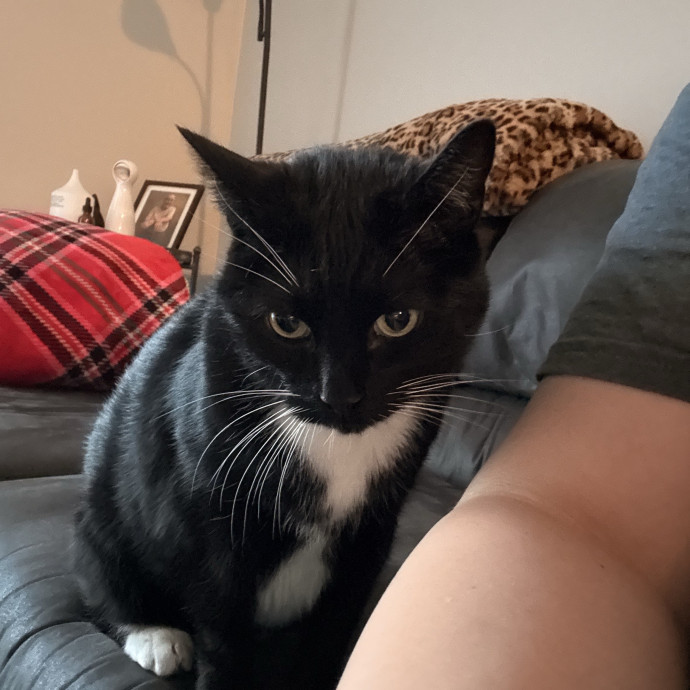 Your Cats Calm And Caring Sitter photo 2